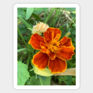 Rusty Orange Marigold Sticker